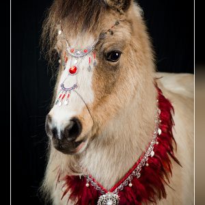 Sieraden voor paarden
