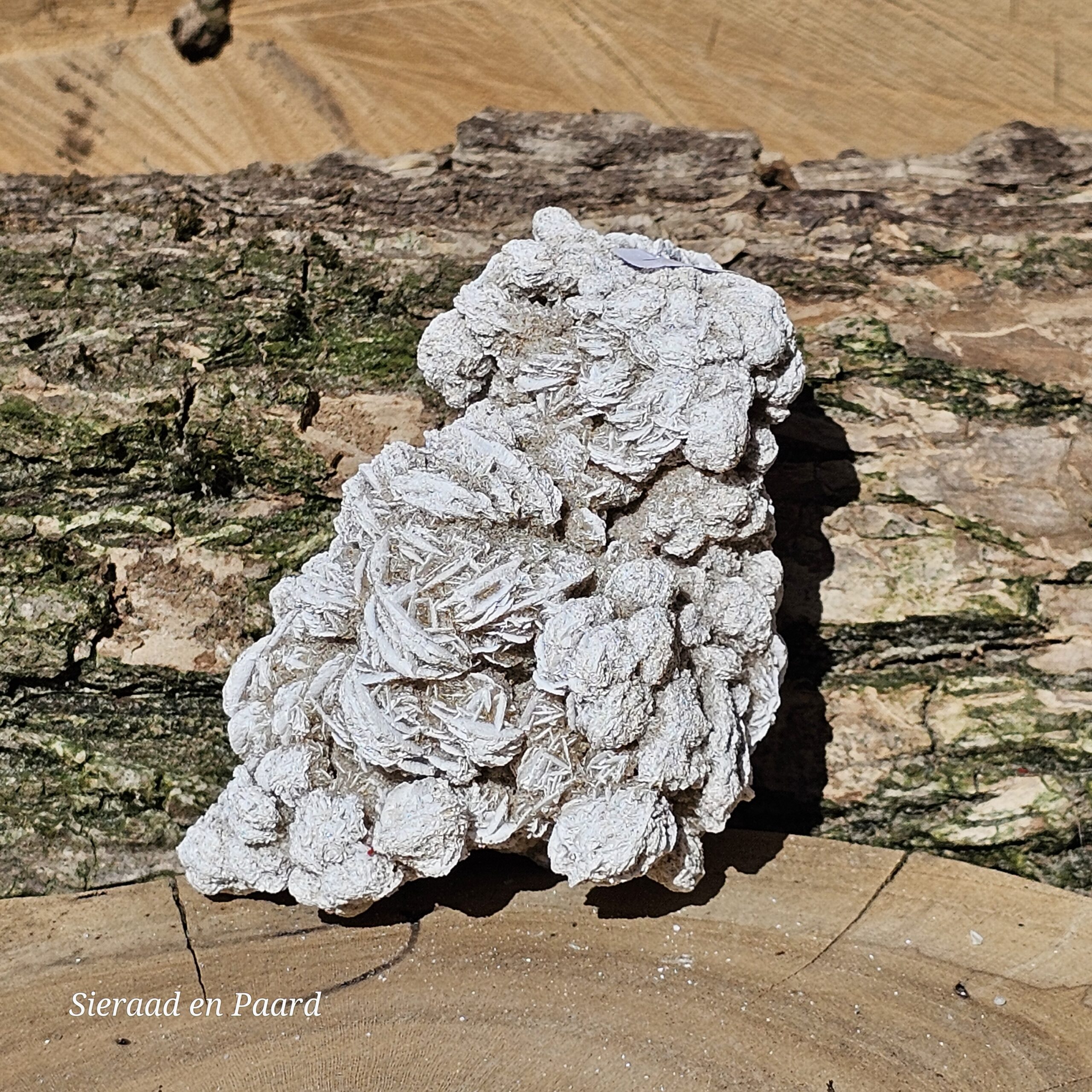 Woestijnroos Cluster - Afbeelding 2