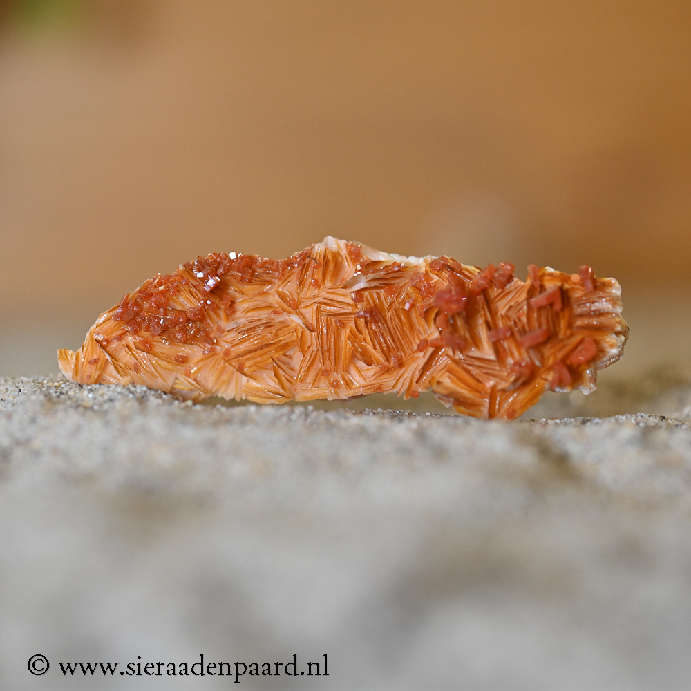 Vanadeniet LET OP. Is Giftig!